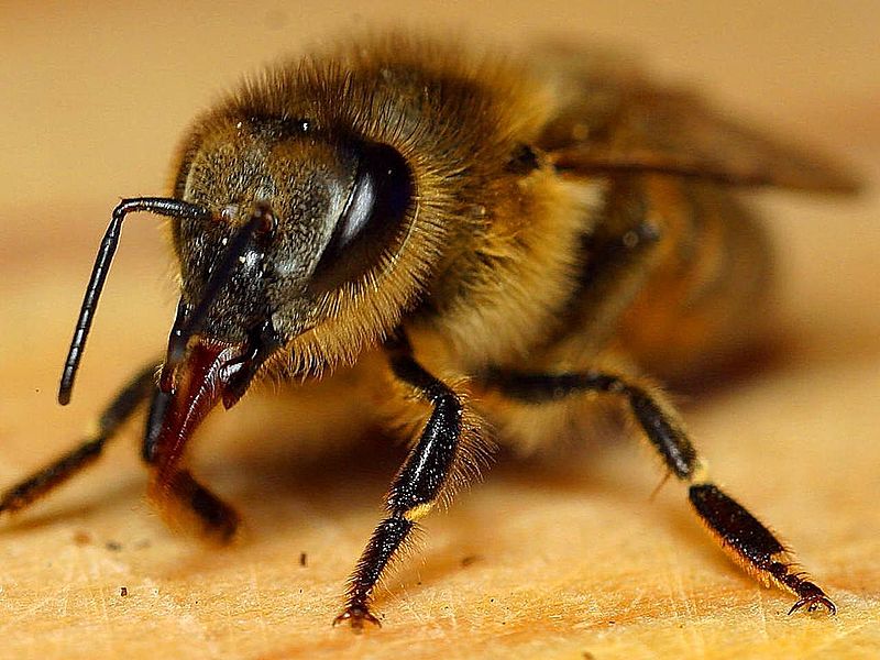 800px-Honeybee_insect_apis_mellifera