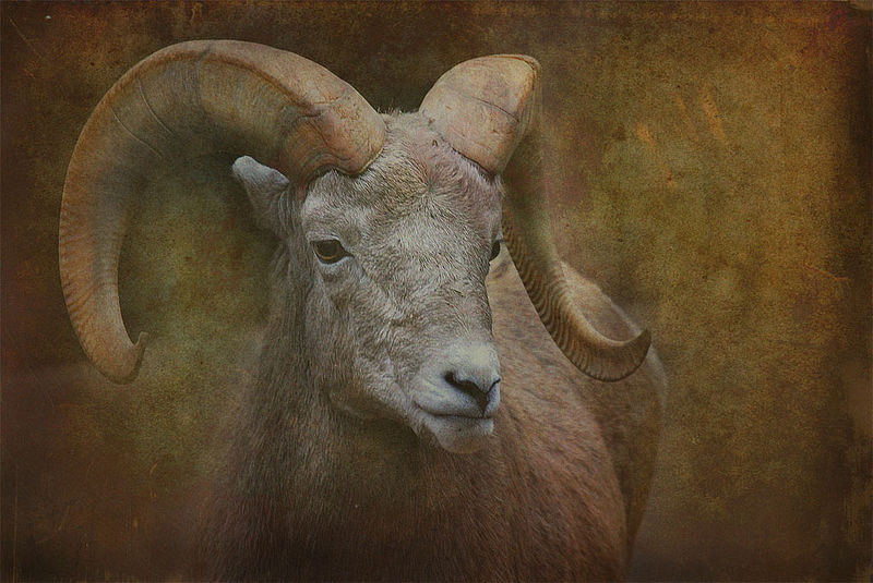 Bighorn_sheep_with_texture