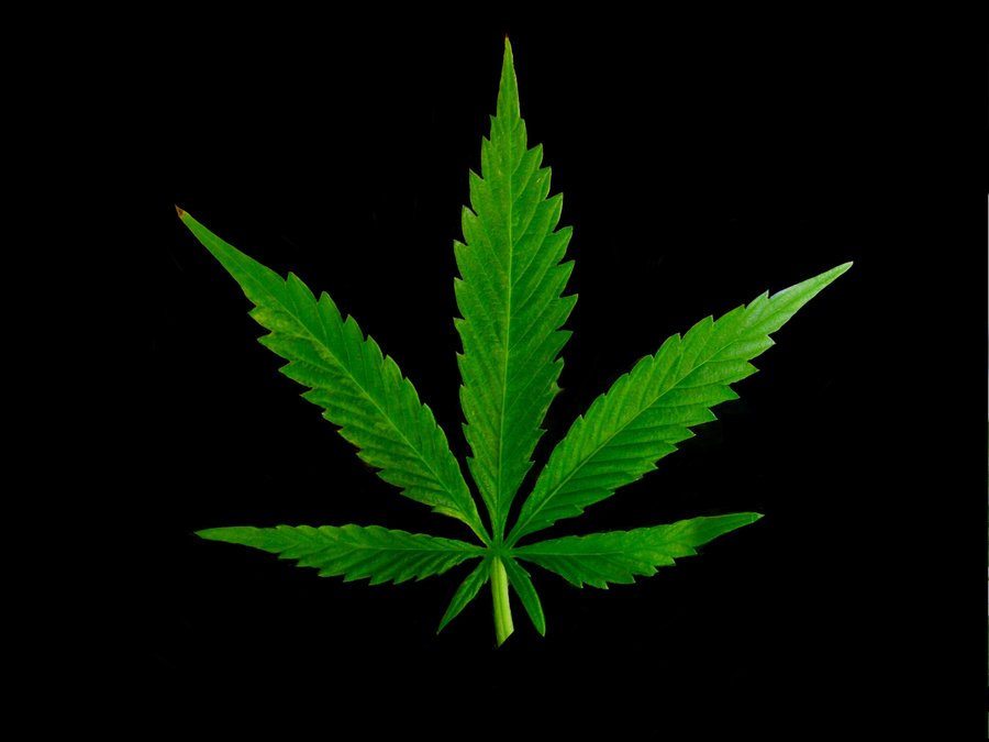 Marijuana_Leaf_by_SLJones_photo