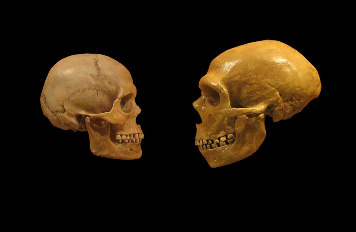 neanderthal-vs-cro-magnon